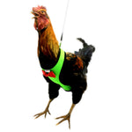 Chicken Harness